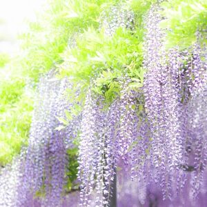 ５月藤の花