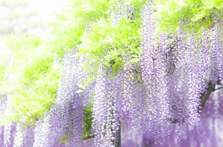 ５月藤の花